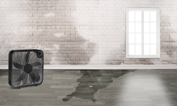 Best Water damage cleanup near me  in West Laurel, MD